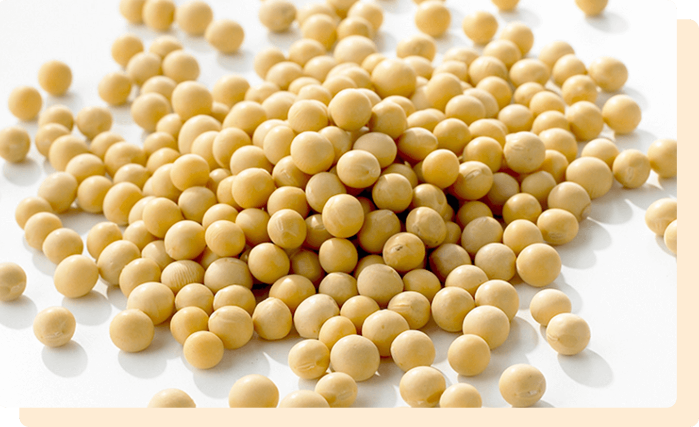 必須アミノ酸が豊富な豆類のたんぱく質。